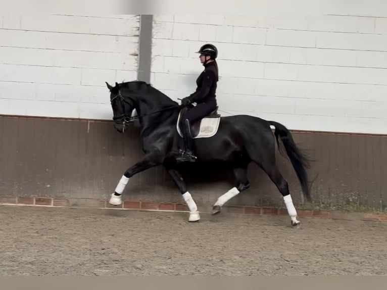 Oldenburg Gelding 7 years 16.3 hh Black in Lohne (Oldenburg)