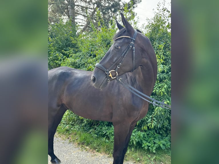 Oldenburg Gelding 7 years 16,3 hh Black in Obergösgen