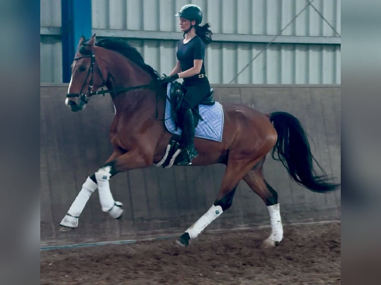Oldenburg Gelding 7 years 16.3 hh Brown in Saarbrücken