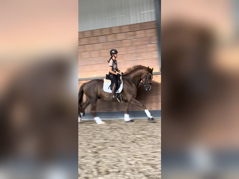 Oldenburg Gelding 7 years 16,3 hh Chestnut in Garbsen