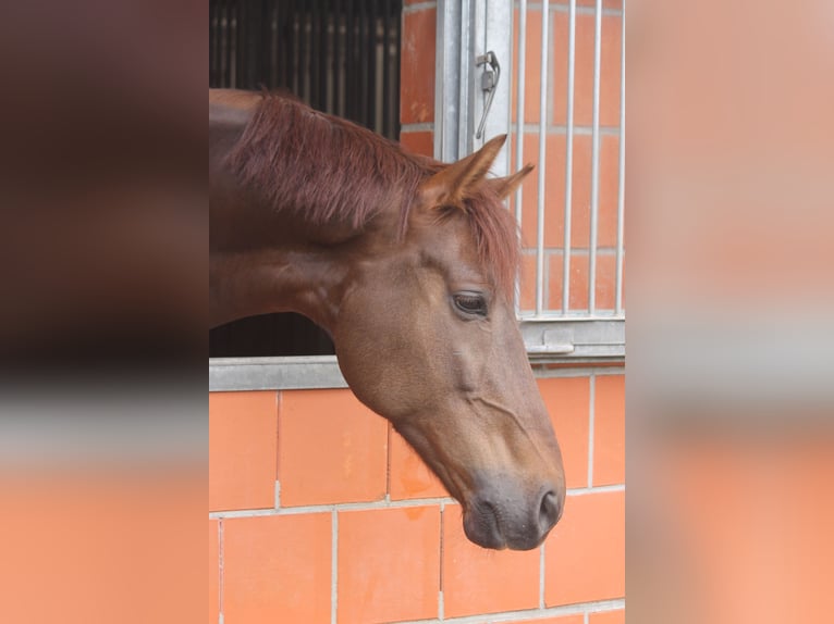 Oldenburg Gelding 7 years 16.3 hh Chestnut in KirchtimkeHepstedt