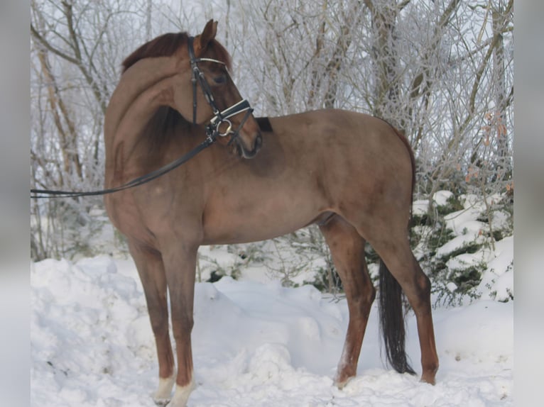 Oldenburg Gelding 7 years 16.3 hh Chestnut in Hepstedt