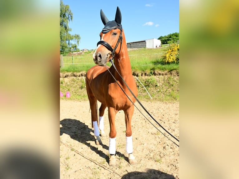 Oldenburg Gelding 7 years 16.3 hh Chestnut-Red in Waldbröl