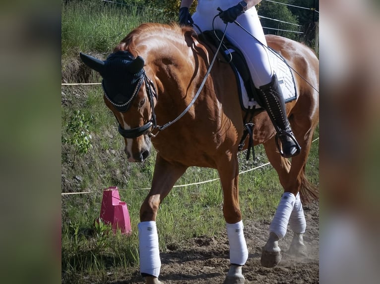 Oldenburg Gelding 7 years 16.3 hh Chestnut-Red in Waldbröl