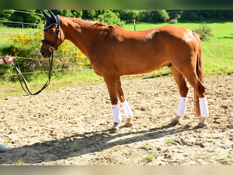 Oldenburg Gelding 7 years 16.3 hh Chestnut-Red in Waldbröl