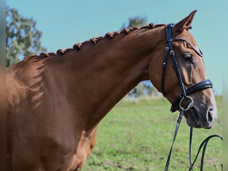 Oldenburg Gelding 7 years 16.3 hh Chestnut-Red in Waldbröl