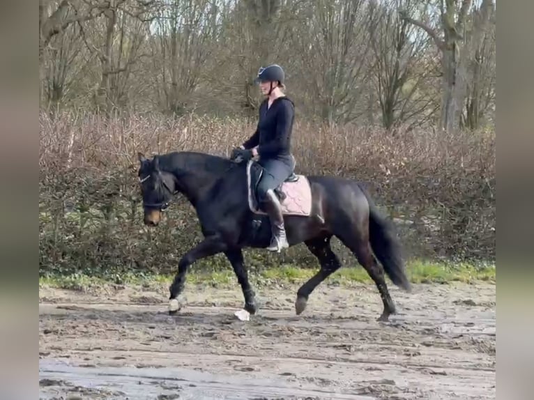 Oldenburg Gelding 7 years 16 hh Bay-Dark in Bockhorn
