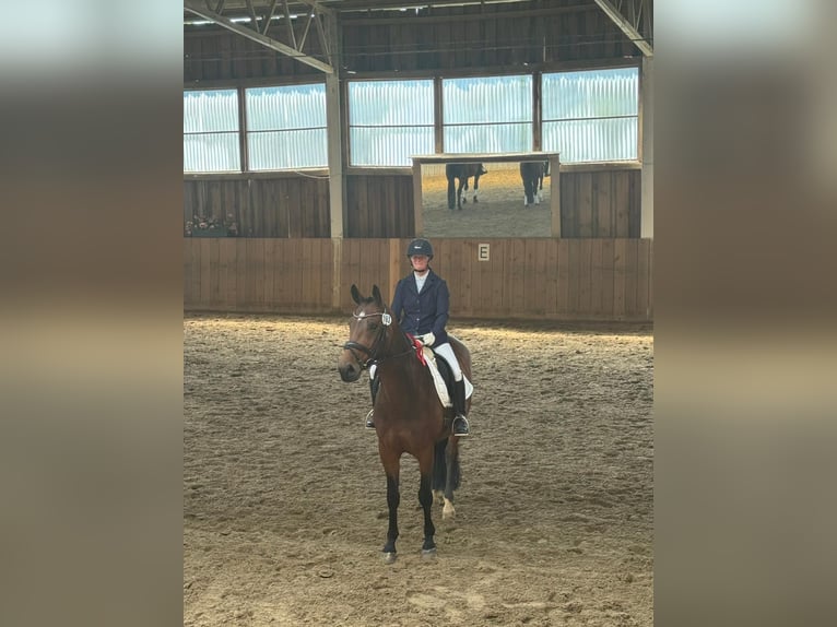 Oldenburg Gelding 7 years 16 hh Brown in Königheim