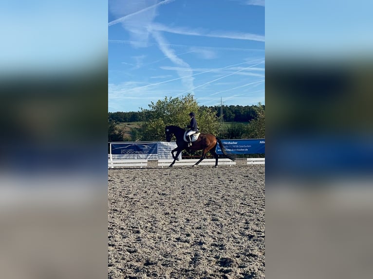 Oldenburg Gelding 7 years 16 hh Brown in Königheim