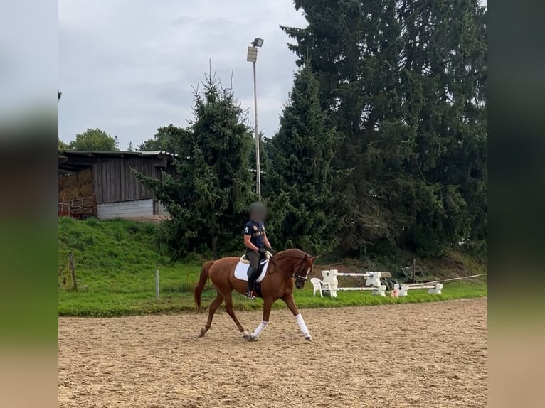 Oldenburg Gelding 7 years 16 hh Chestnut-Red in Aachen