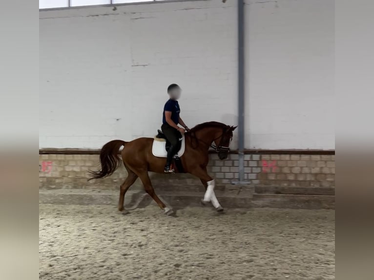Oldenburg Gelding 7 years 16 hh Chestnut-Red in Aachen
