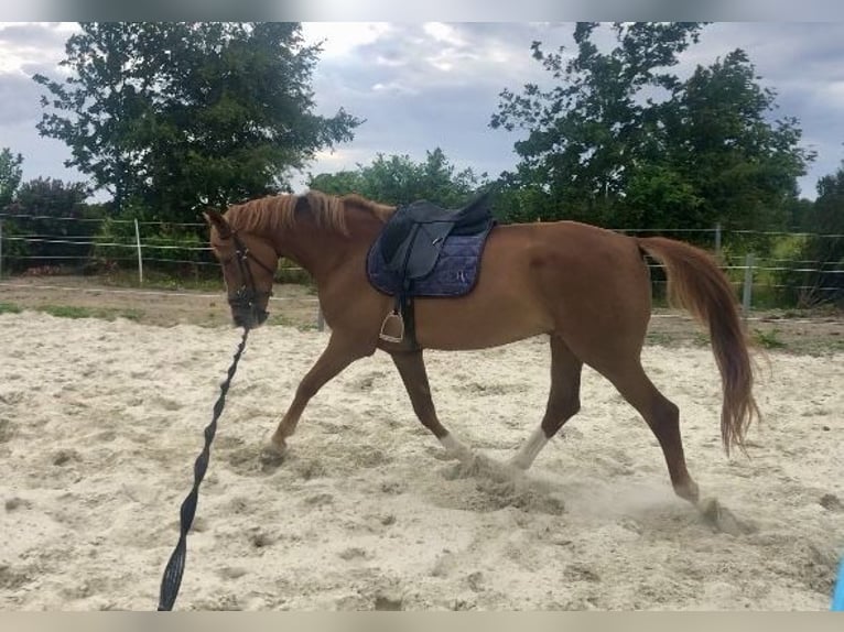 Oldenburg Gelding 7 years 16 hh Chestnut-Red in Westerholt