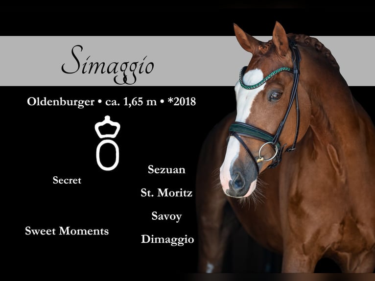 Oldenburg Gelding 7 years 16 hh Chestnut-Red in Wehringen