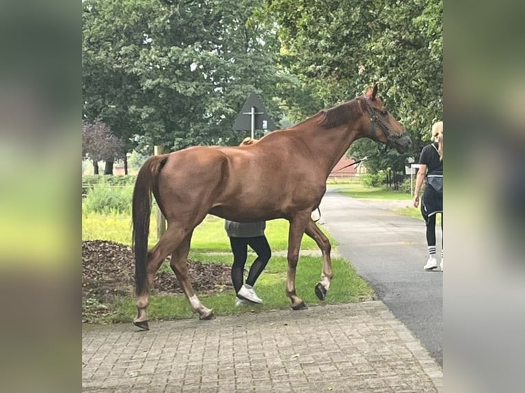 Oldenburg Gelding 7 years 16 hh Chestnut-Red in Großenkneten