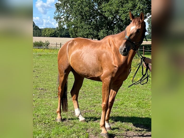 Oldenburg Gelding 7 years 16 hh Chestnut-Red in Großenkneten