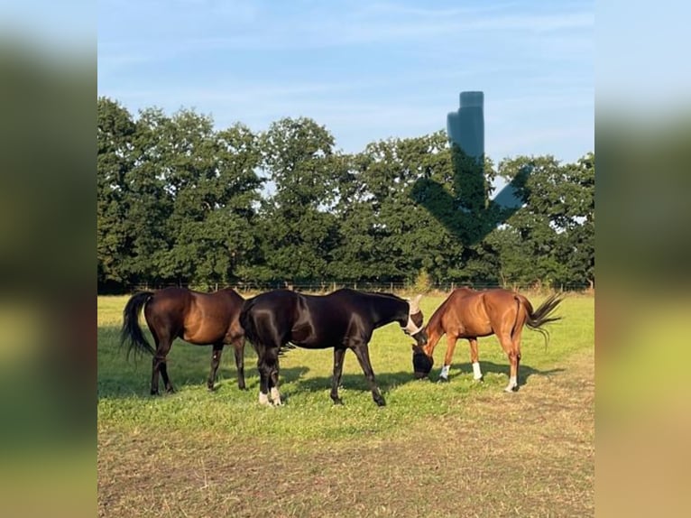 Oldenburg Gelding 7 years 16 hh Chestnut-Red in Großenkneten