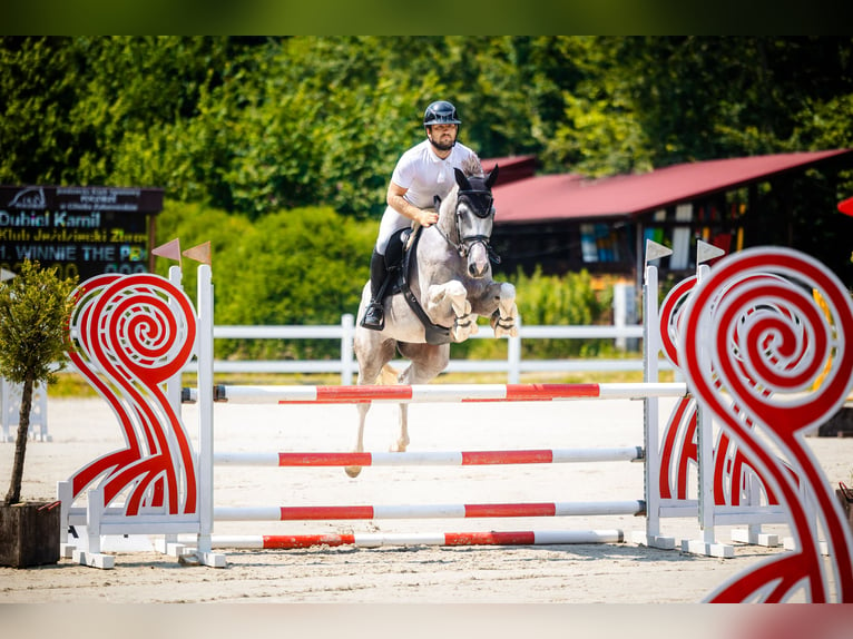 Oldenburg Gelding 7 years 16 hh Gray in Palikówka