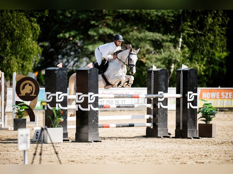 Oldenburg Gelding 7 years 16 hh Gray in Palikówka