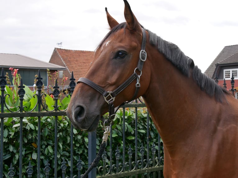 Oldenburg Gelding 7 years 16 hh in Dorsten