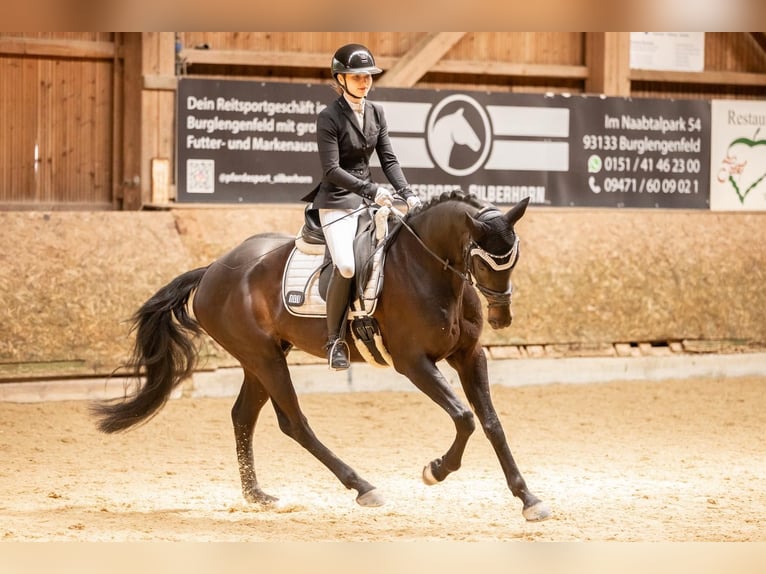 Oldenburg Gelding 7 years 16 hh Smoky-Black in Kümmersbruck
