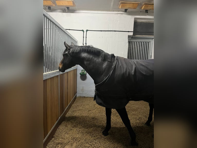 Oldenburg Gelding 7 years 16 hh Smoky-Black in Barsinghausen