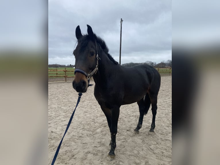 Oldenburg Gelding 7 years 16 hh Smoky-Black in Barsinghausen