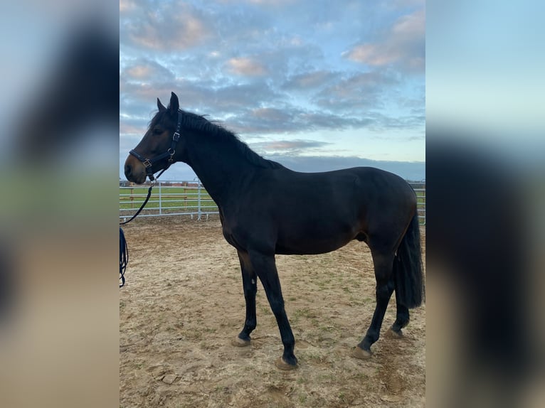 Oldenburg Gelding 7 years 16 hh Smoky-Black in Barsinghausen