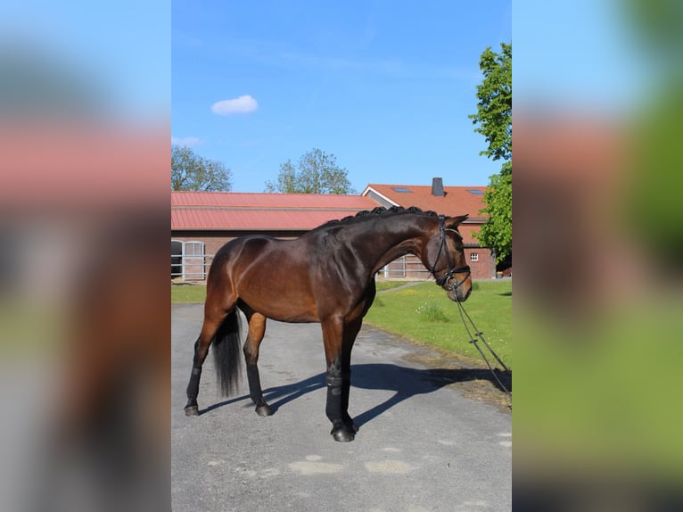 Oldenburg Gelding 7 years 16,1 hh Bay-Dark in Wilhelmshaven