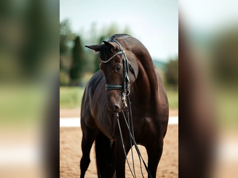 Oldenburg Gelding 7 years 16,1 hh Bay-Dark in Pliening Oldenburg Gelding 7 years 16,1 hh Bay-Dark in Pliening