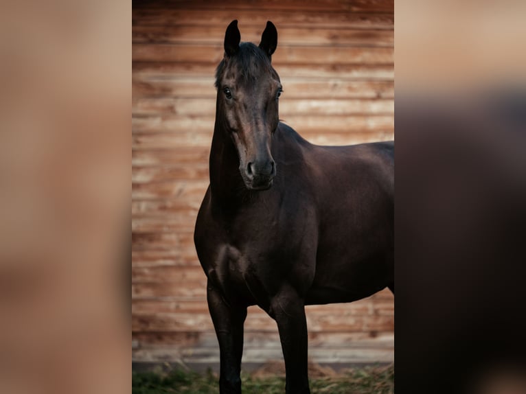 Oldenburg Gelding 7 years 16,1 hh Black in Pliening Oldenburg Gelding 7 years 16,1 hh Black in Pliening