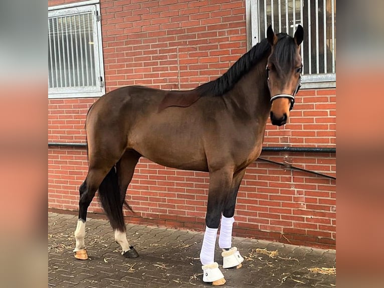 Oldenburg Gelding 7 years 16,1 hh Brown in Burgwedel