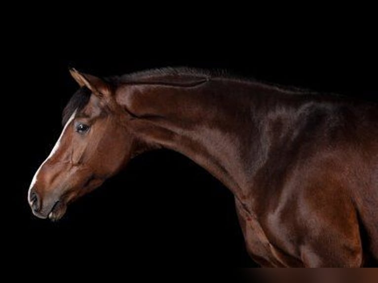 Oldenburg Gelding 7 years 16,1 hh Brown in Himberg