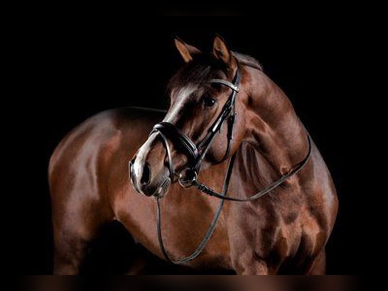 Oldenburg Gelding 7 years 16,1 hh Brown in Himberg