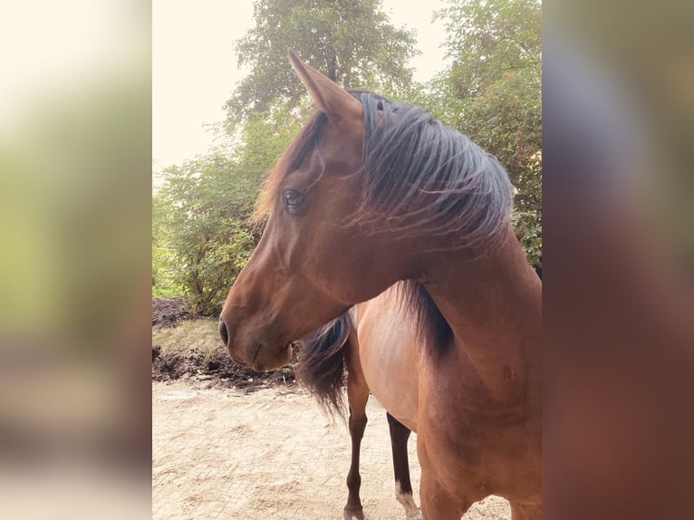 Oldenburg Gelding 7 years 16,1 hh Brown in Visselh&#xF6;vede