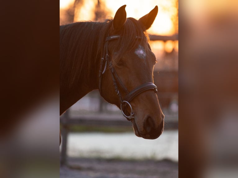 Oldenburg Gelding 7 years 16,1 hh Brown in Visselh&#xF6;vede
