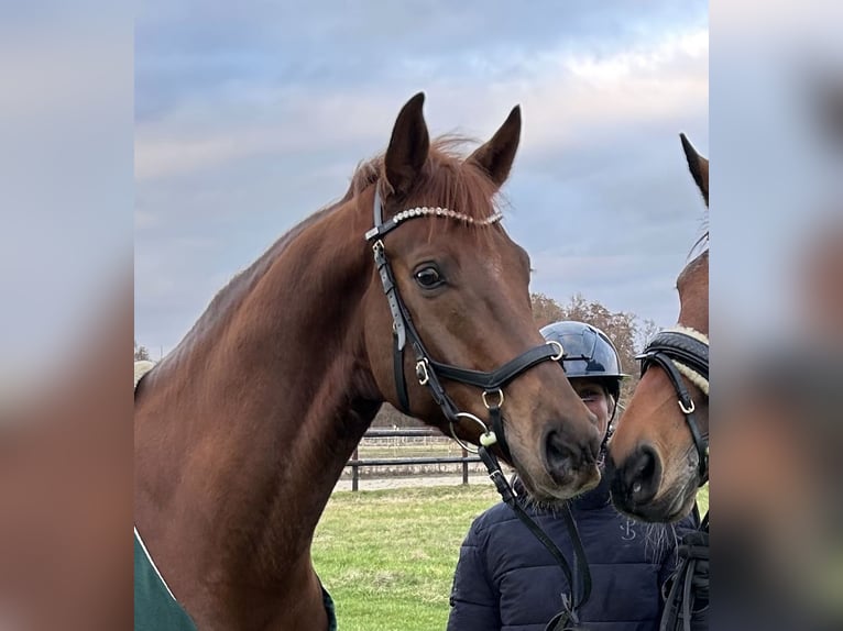 Oldenburg Gelding 7 years 16,1 hh Chestnut in Dallgow-D&#xF6;beritz