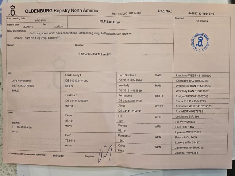 Oldenburg Gelding 7 years 16,2 hh Black in Ocala FL