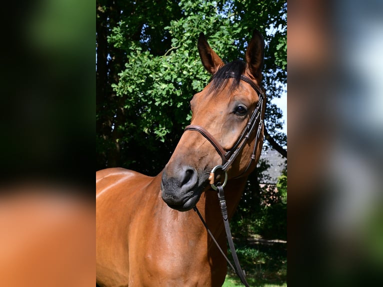 Oldenburg Gelding 7 years 16,3 hh Brown in Kevelaer Oldenburg Gelding 7 years 16,3 hh Brown in Kevelaer