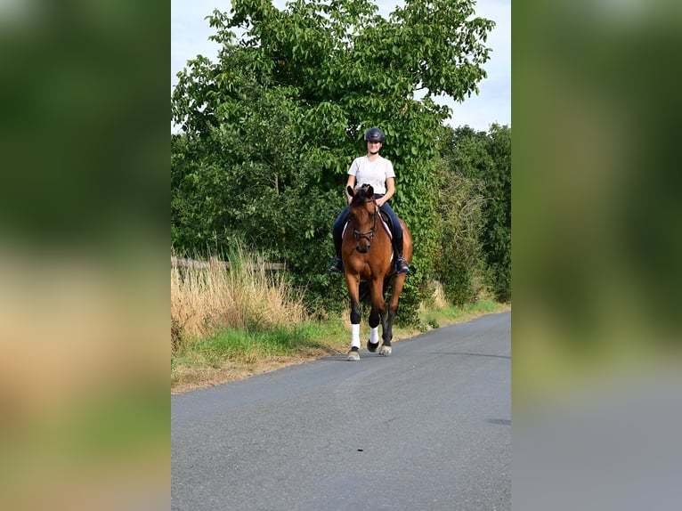 Oldenburg Gelding 7 years 16,3 hh Brown in Kevelaer Oldenburg Gelding 7 years 16,3 hh Brown in Kevelaer