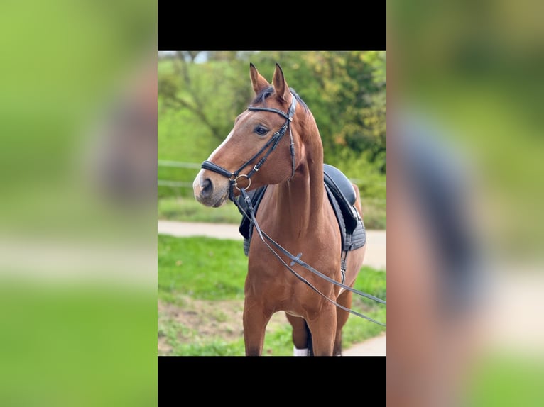 Oldenburg Gelding 7 years 16,3 hh Brown in Saarbrücken