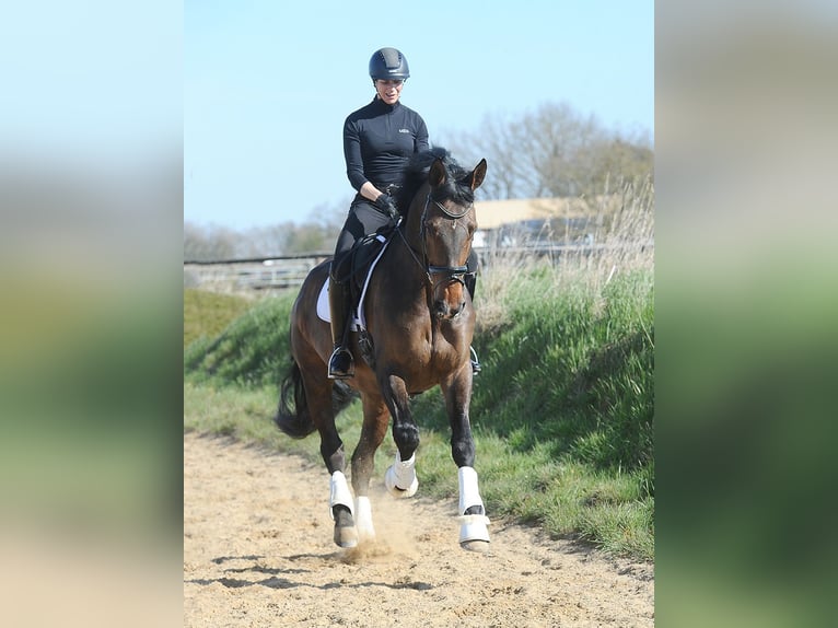 Oldenburg Gelding 7 years 17.1 hh Bay-Dark in Isernhagen