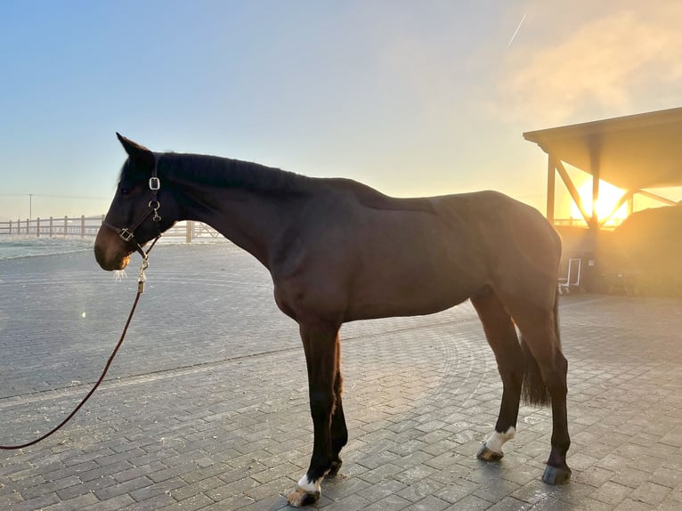 Oldenburg Gelding 7 years 17,1 hh Bay-Dark in Dornburg