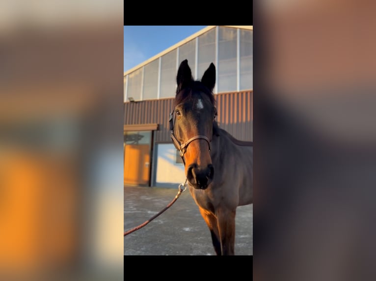 Oldenburg Gelding 7 years 17,1 hh Bay-Dark in Dornburg