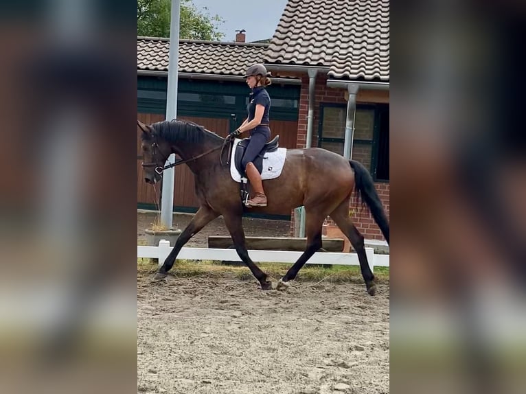 Oldenburg Gelding 7 years 17,1 hh Brown in Hasbergen