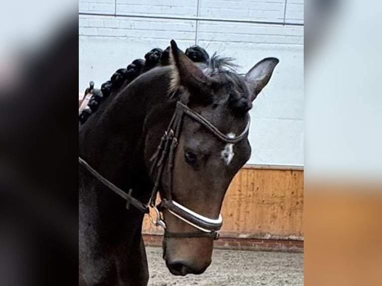 Oldenburg Gelding 7 years 17,1 hh Brown in Hasbergen