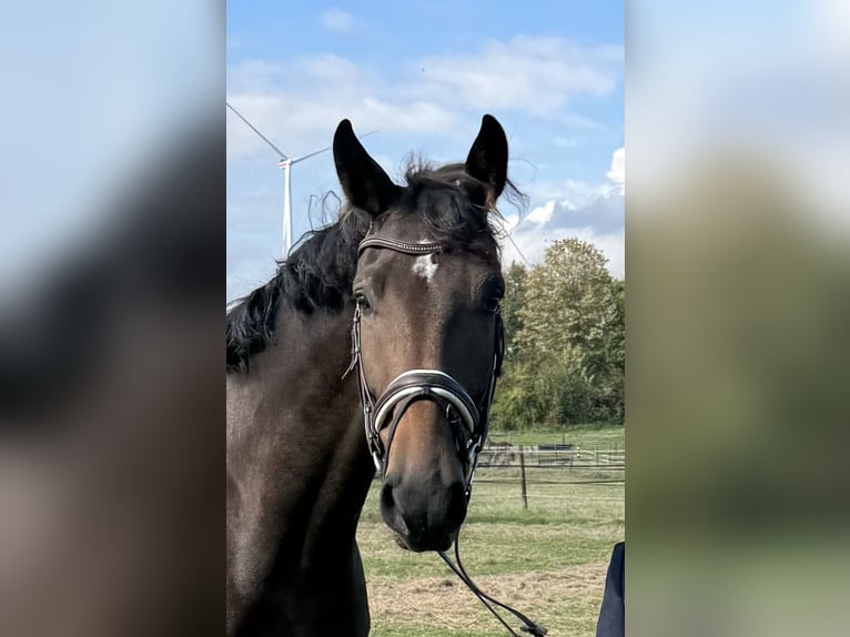 Oldenburg Gelding 7 years 17,1 hh Brown in Hasbergen