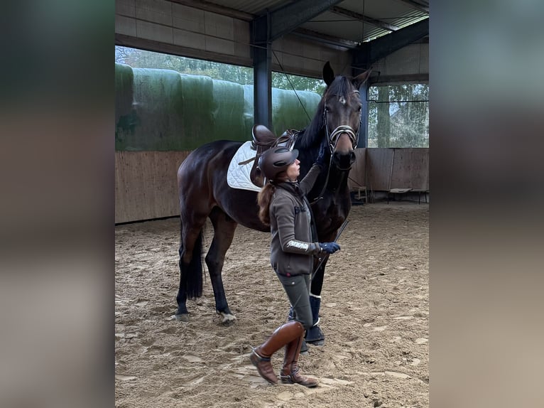 Oldenburg Gelding 7 years 17,1 hh Brown in Hasbergen