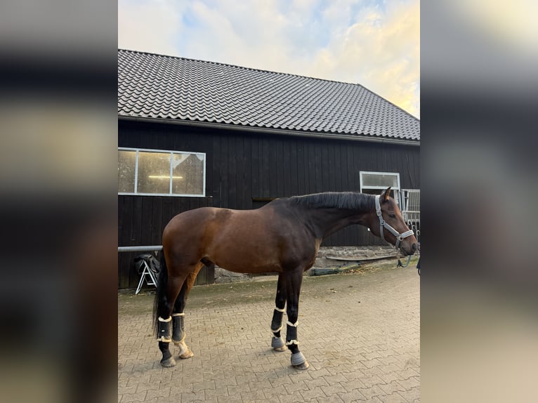 Oldenburg Gelding 7 years 17.1 hh Brown in Schwerte