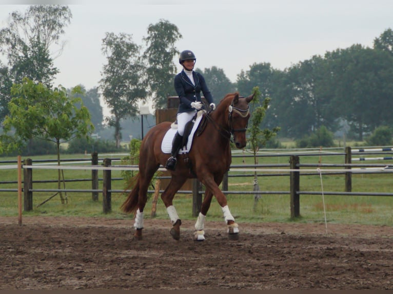 Oldenburg Gelding 7 years 17,1 hh Chestnut-Red in Sulingen