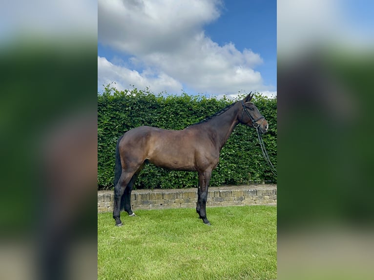 Oldenburg Gelding 7 years 17.2 hh Smoky-Black in Visbek